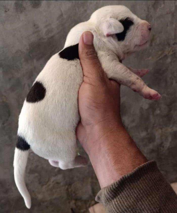 DogsIndia.com - Bulli Kutha - Aniket