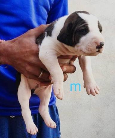DogsIndia.com - Bulli Kutha - Aniket
