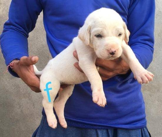 DogsIndia.com - Bulli Kutha - Aniket