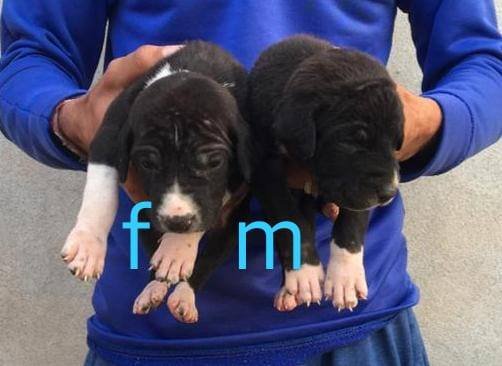 DogsIndia.com - Bulli Kutha - Aniket