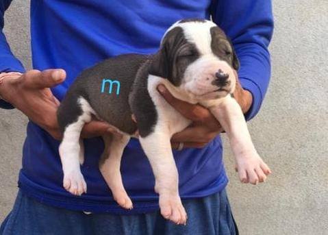 DogsIndia.com - Bulli Kutha - Aniket
