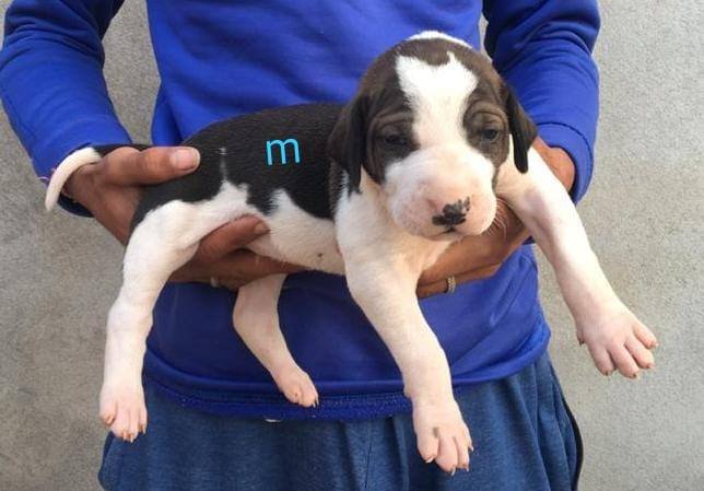 DogsIndia.com - Bulli Kutha - Aniket