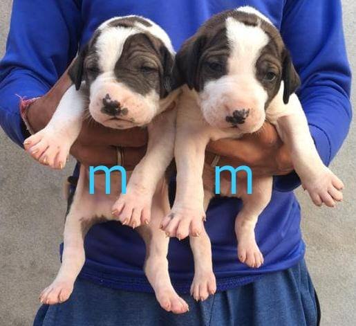 DogsIndia.com - Bulli Kutha - Aniket