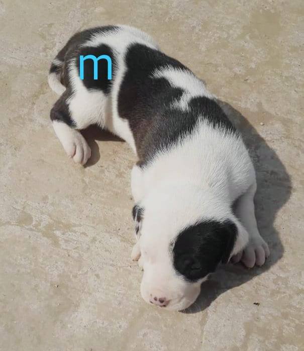 DogsIndia.com - Bulli Kutha - Aniket