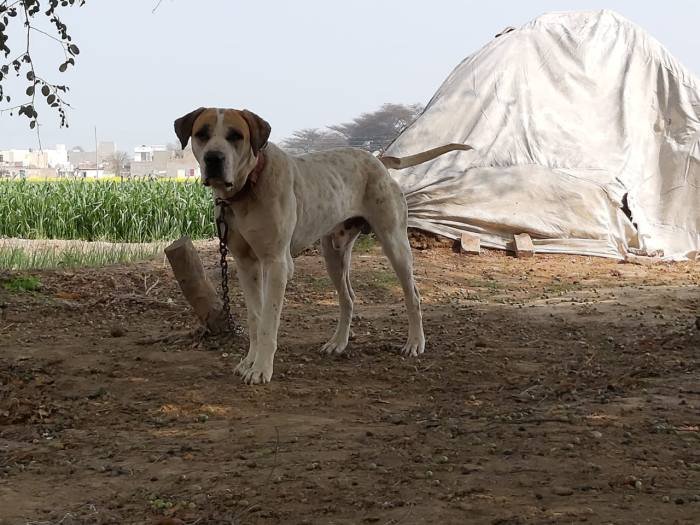 DogsIndia.com - Bulli Kutha - Aniket