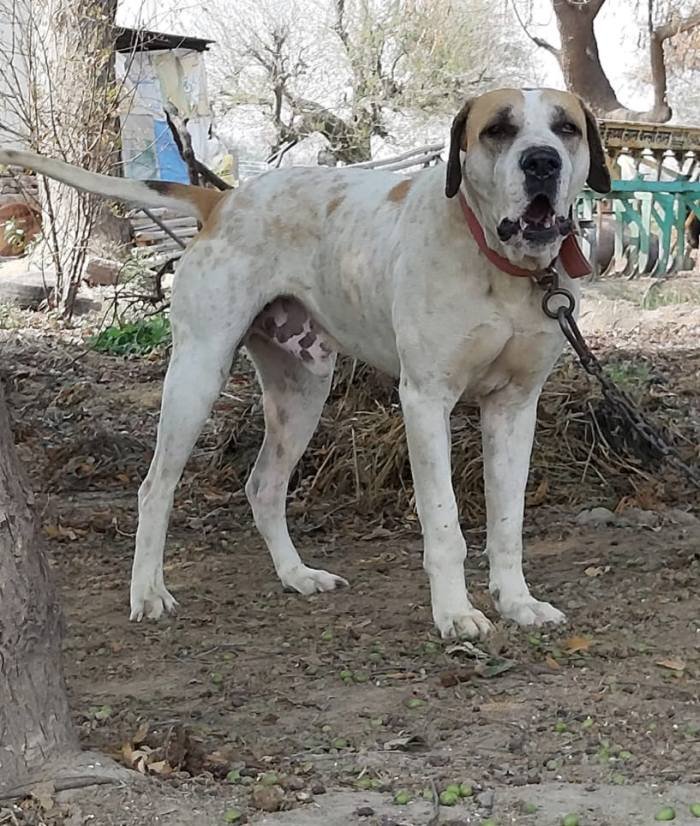 DogsIndia.com - Bulli Kutha - Aniket