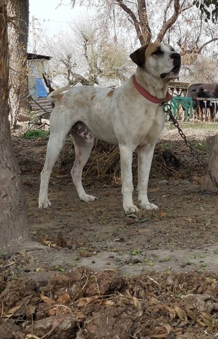 DogsIndia.com - Bulli Kutha - Aniket