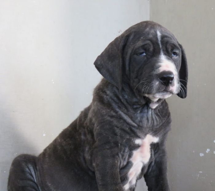 DogsIndia.com - Bulli Kutha - Deepak