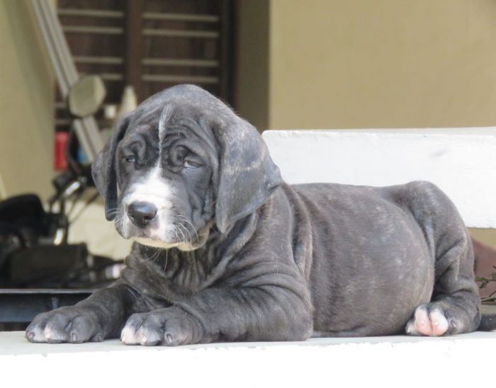DogsIndia.com - Bulli Kutha - Deepak