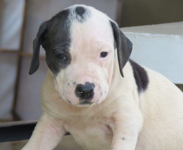DogsIndia.com - Bulli Kutha - Deepak