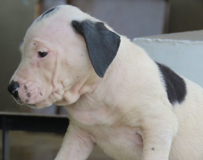 DogsIndia.com - Bulli Kutha - Deepak