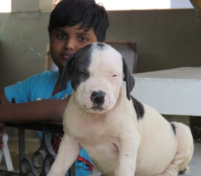 DogsIndia.com - Bulli Kutha - Deepak
