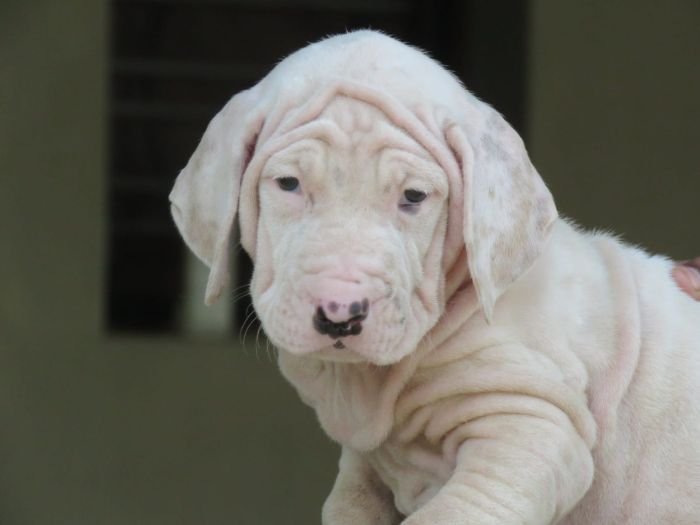 DogsIndia.com - Bulli Kutha - Deepak