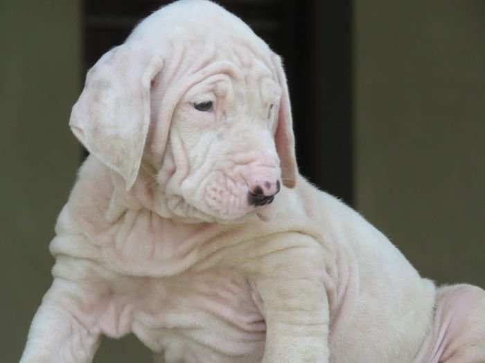 DogsIndia.com - Bulli Kutha - Deepak