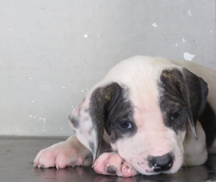 DogsIndia.com - Bulli Kutha - Deepak