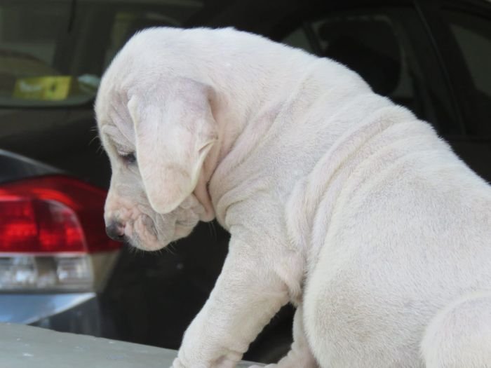 DogsIndia.com - Bulli Kutha - Deepak