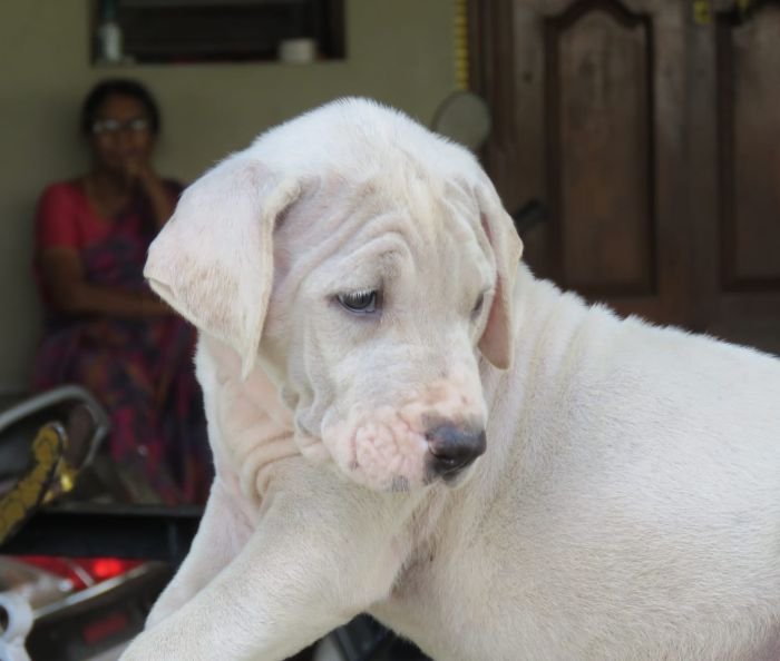 DogsIndia.com - Bulli Kutha - Deepak