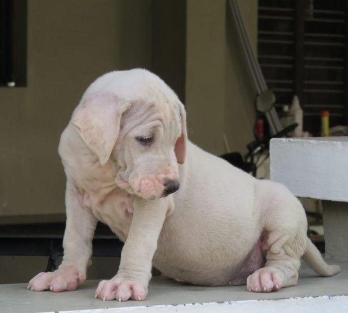 DogsIndia.com - Bulli Kutha - Deepak