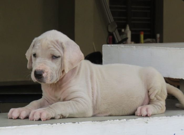 DogsIndia.com - Bulli Kutha - Deepak