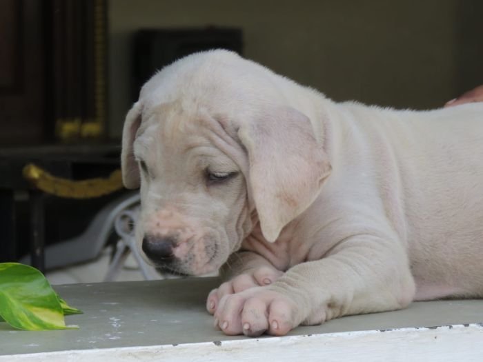 DogsIndia.com - Bulli Kutha - Deepak
