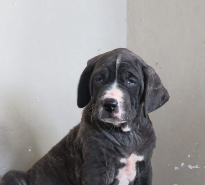 DogsIndia.com - Bulli Kutha - Deepak