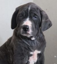 DogsIndia.com - Bulli Kutha - Deepak