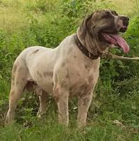 DogsIndia.com - Bulli Kutha - Rajesh