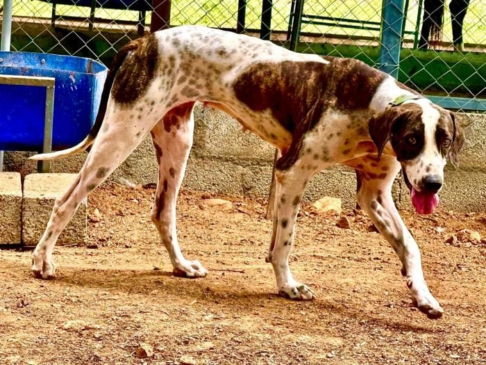 DogsIndia.com - Bulli Kutha - Thomas