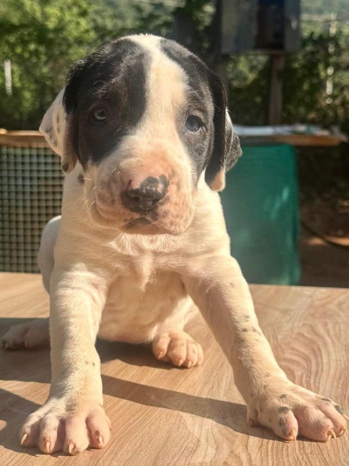 DogsIndia.com - Bulli Kutha - Thomas