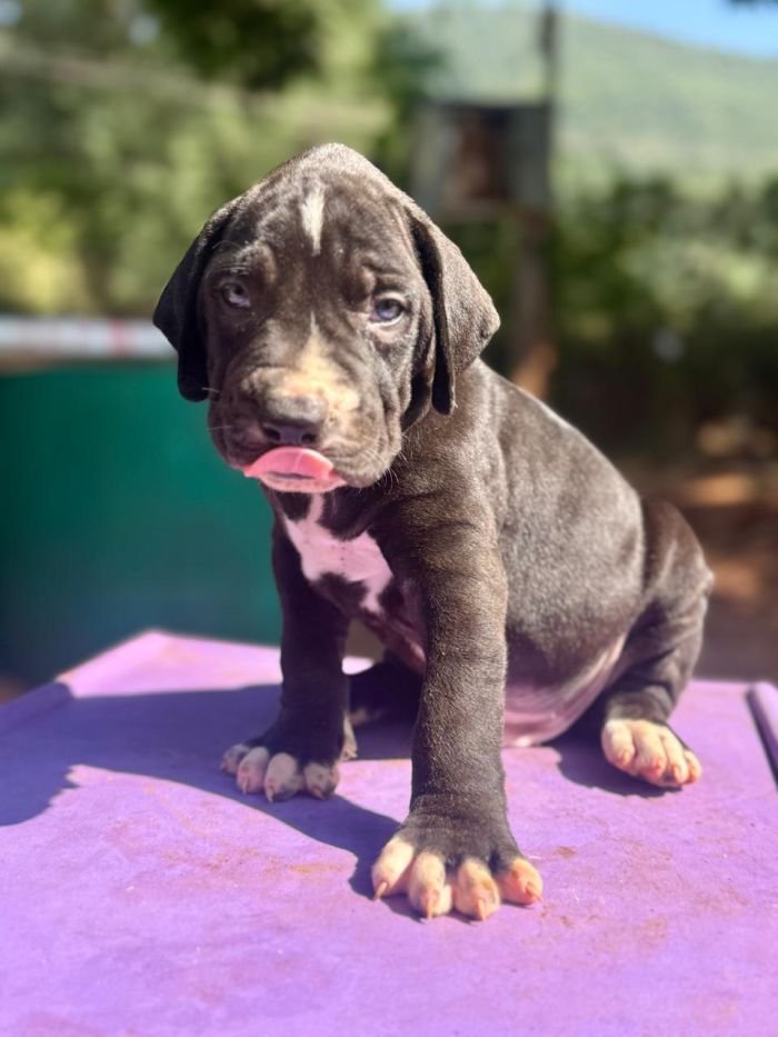 DogsIndia.com - Bulli Kutha - Thomas