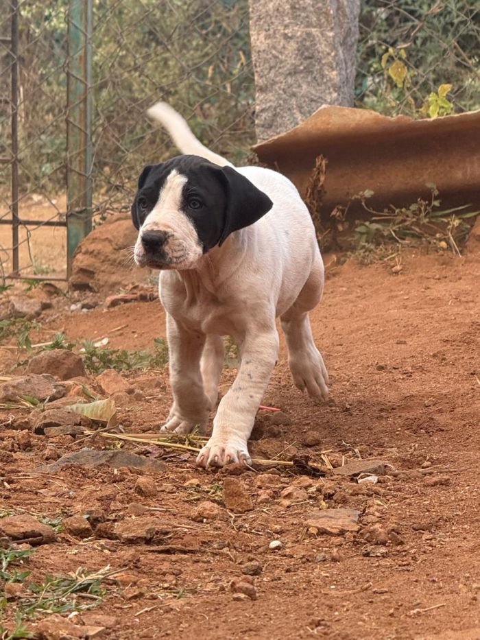 DogsIndia.com - Bulli Kutha - Thomas