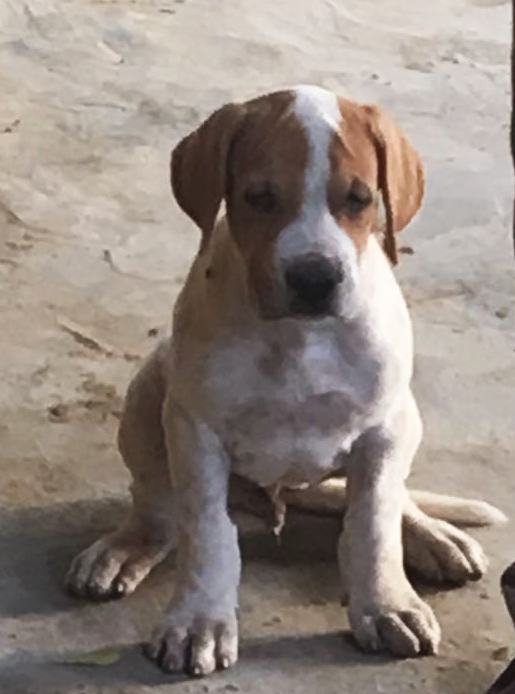 DogsIndia.com - Indian Mastiff - Bulli Kutha - Atul Tiwari