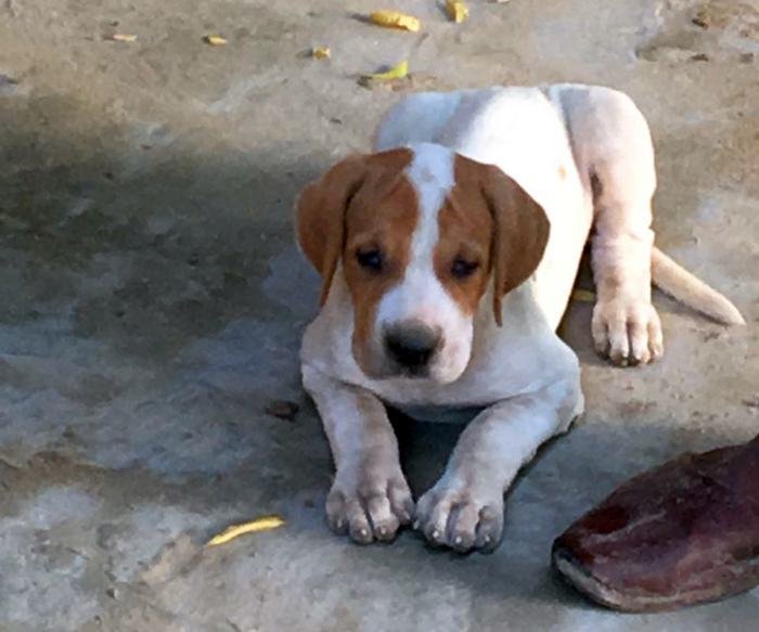 DogsIndia.com - Indian Mastiff - Bulli Kutha - Atul Tiwari