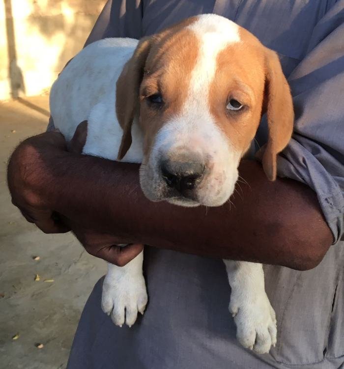 DogsIndia.com - Indian Mastiff - Bulli Kutha - Atul Tiwari