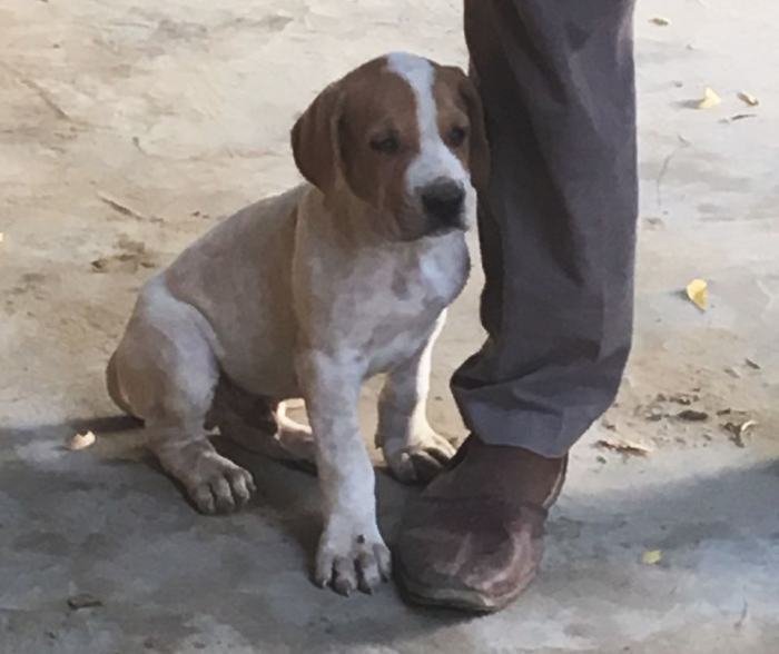 DogsIndia.com - Indian Mastiff - Bulli Kutha - Atul Tiwari