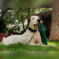 DogsIndia.com - Bulli Kutha - Vikram