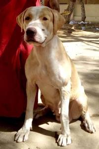 DogsIndia.com - Bulli Kutha - Sakthi Kennels