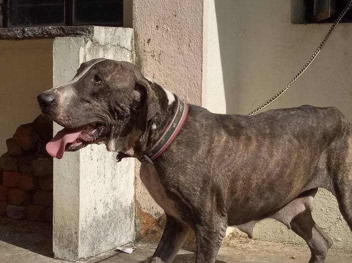 DogsIndia.com - Bulli Kutha - Sakthi Kennels