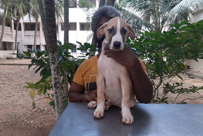 DogsIndia.com - Bulli Kutha - Sakthi Kennels