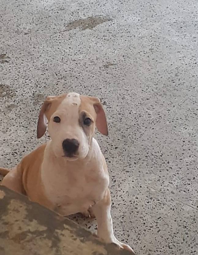 DogsIndia.com - Bulli Kutha - Sakthi Kennels