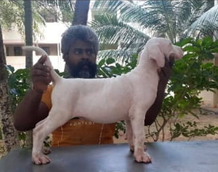 DogsIndia.com - Bulli Kutha - Sakthi Kennels