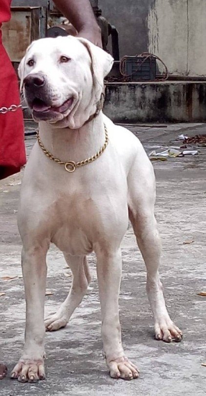 DogsIndia.com - Bulli Kutha - Sakthi Kennels