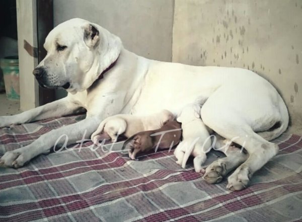 DogsIndia.com - Indian Mastiff - Bulli Kutha - Atul Tiwari