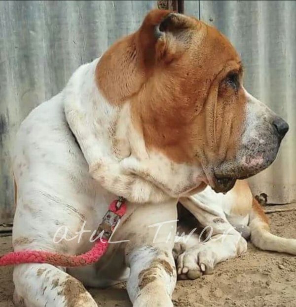 DogsIndia.com - Indian Mastiff - Bulli Kutha - Atul Tiwari