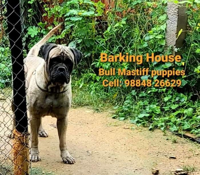DogsIndia.com - Bullmastiff - Barking House Kennels - Vincent