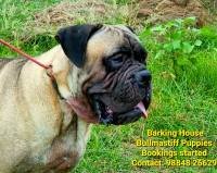 DogsIndia.com - Bullmastiff - Barking House Kennels - Vincent