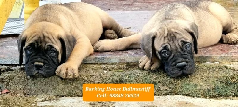 DogsIndia.com - Bullmastiff - Barking House Kennels - Vincent