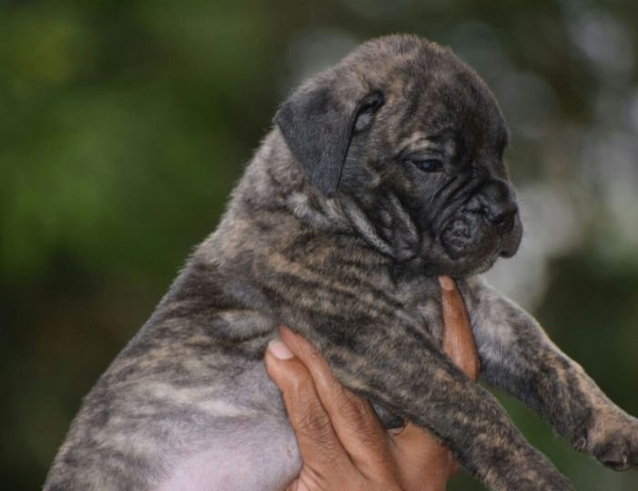 DogsIndia.com - Bullmastiff - Krishnakumar, Coimbatore