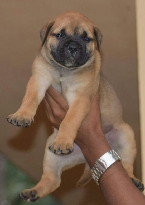 DogsIndia.com - Bullmastiff - Krishnakumar, Coimbatore