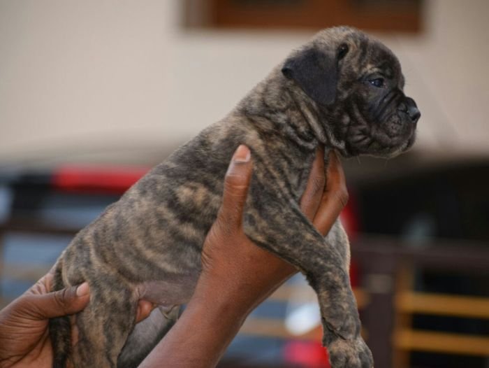 DogsIndia.com - Bullmastiff - Krishnakumar, Coimbatore